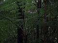 Tree Fern on the Enbas Saut Falls Hike